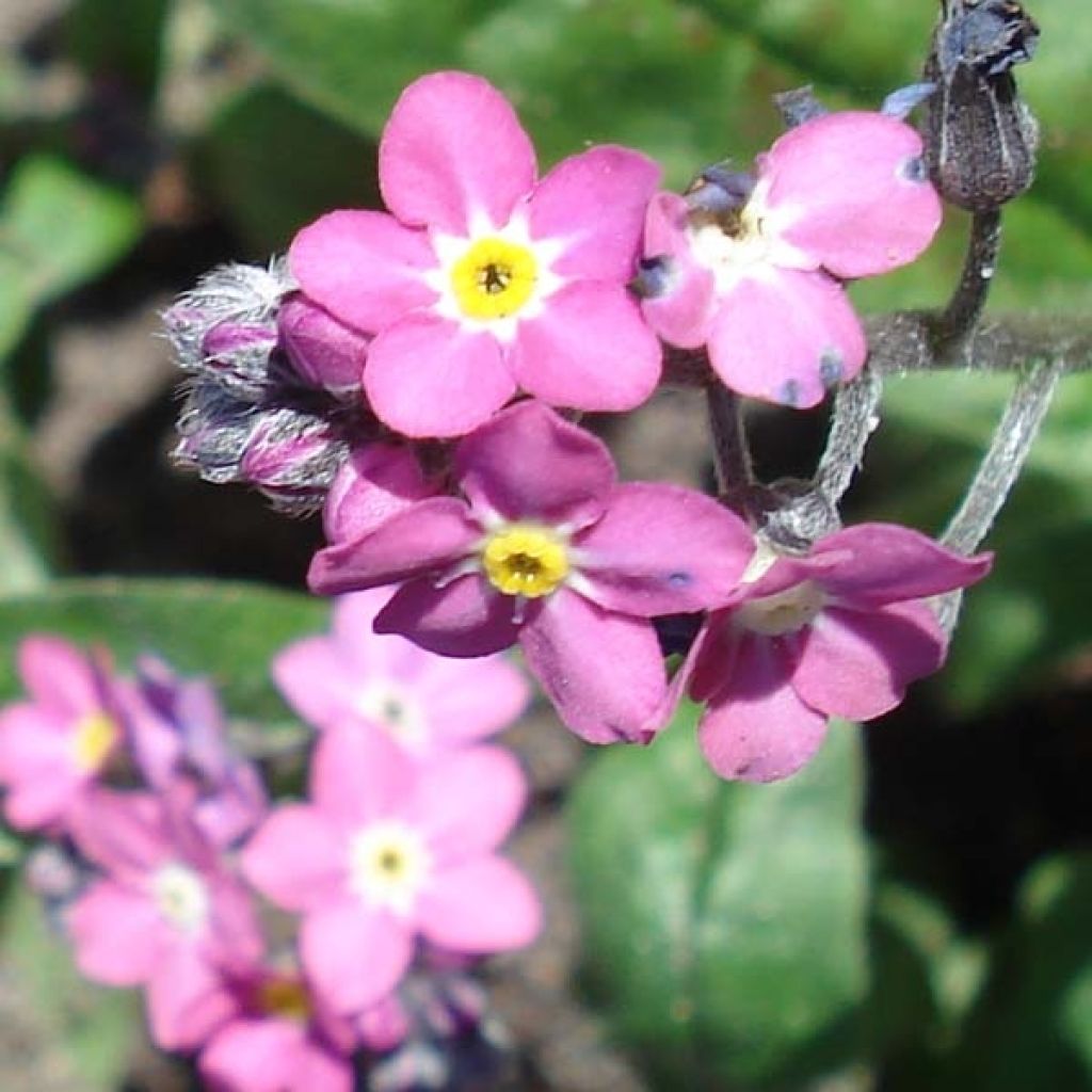 Myosotis sylvatica Rosylva plug plant - Forget-me-not