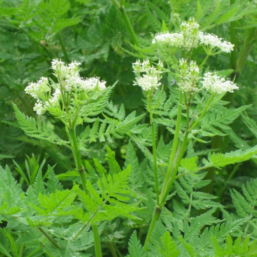 Myrrhis odorata