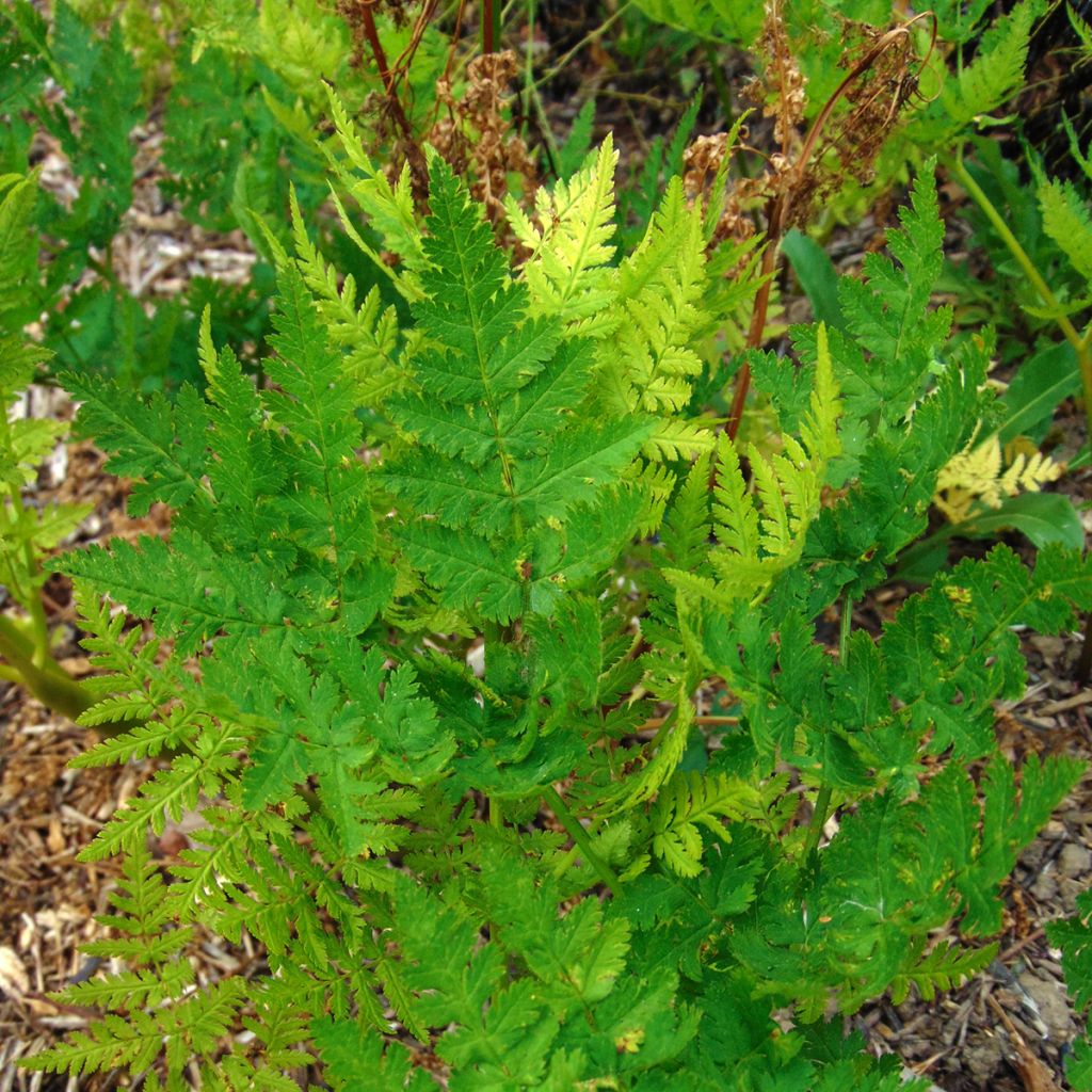 Myrrhis odorata
