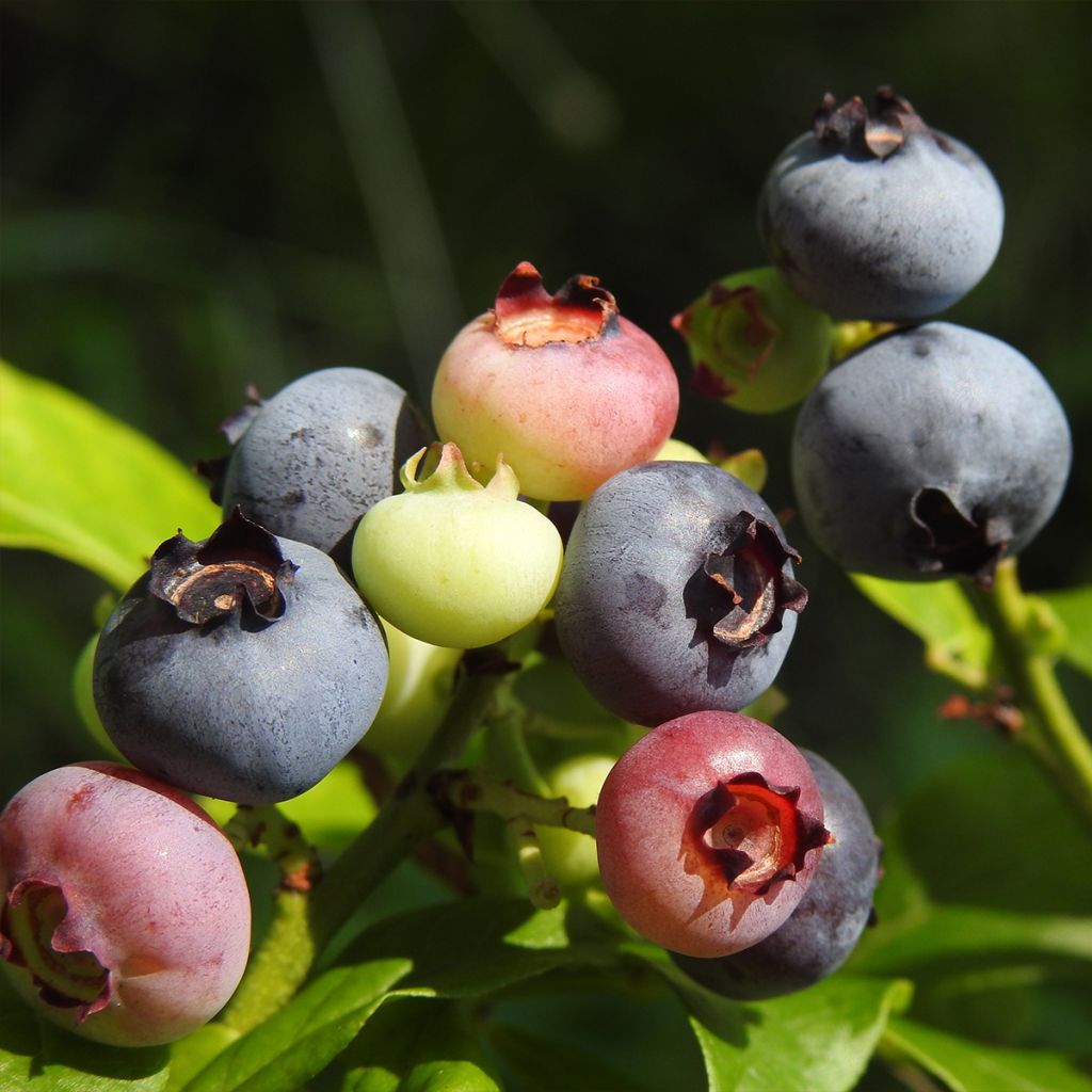 Vaccinium corymbosum Ivanhoe- American Blueberry