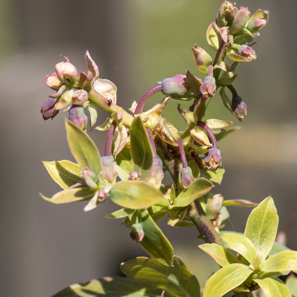 Vaccinium corymbosum Northland- American Blueberry