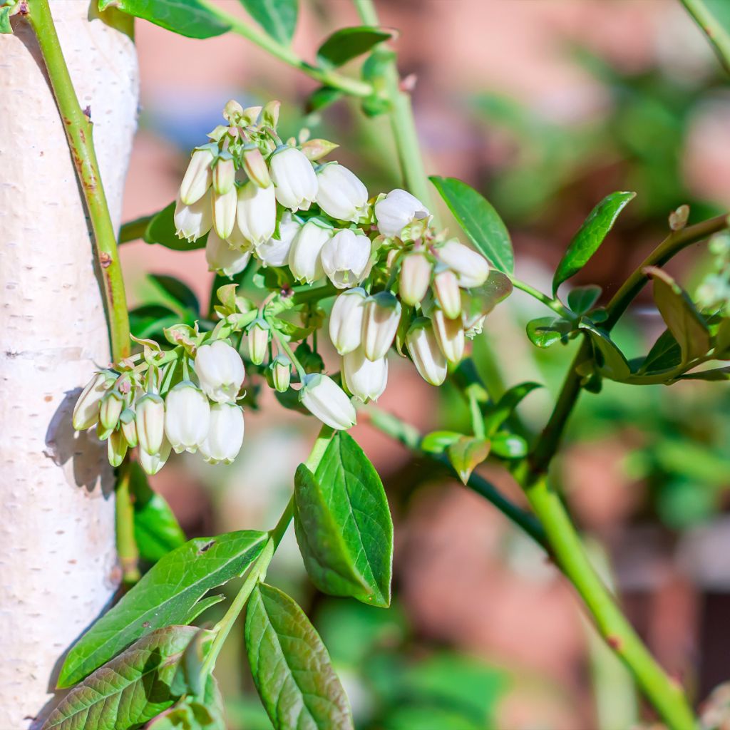 Vaccinium corymbosum Pioneer- American Blueberry