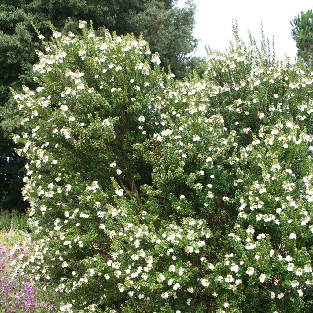 Myrtus communis 