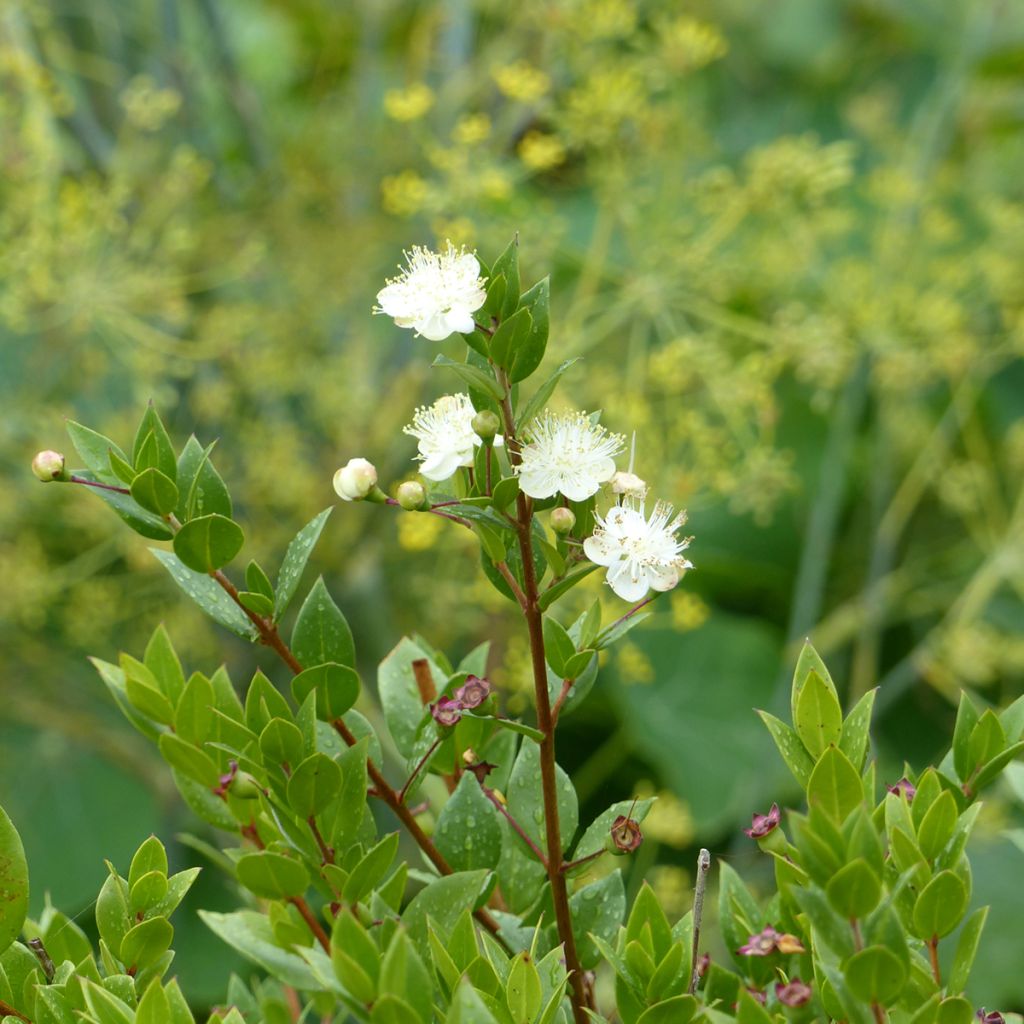 Myrtus communis 