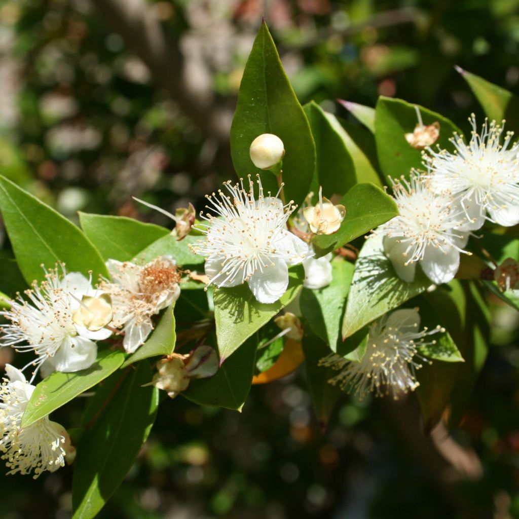 Myrtus communis 