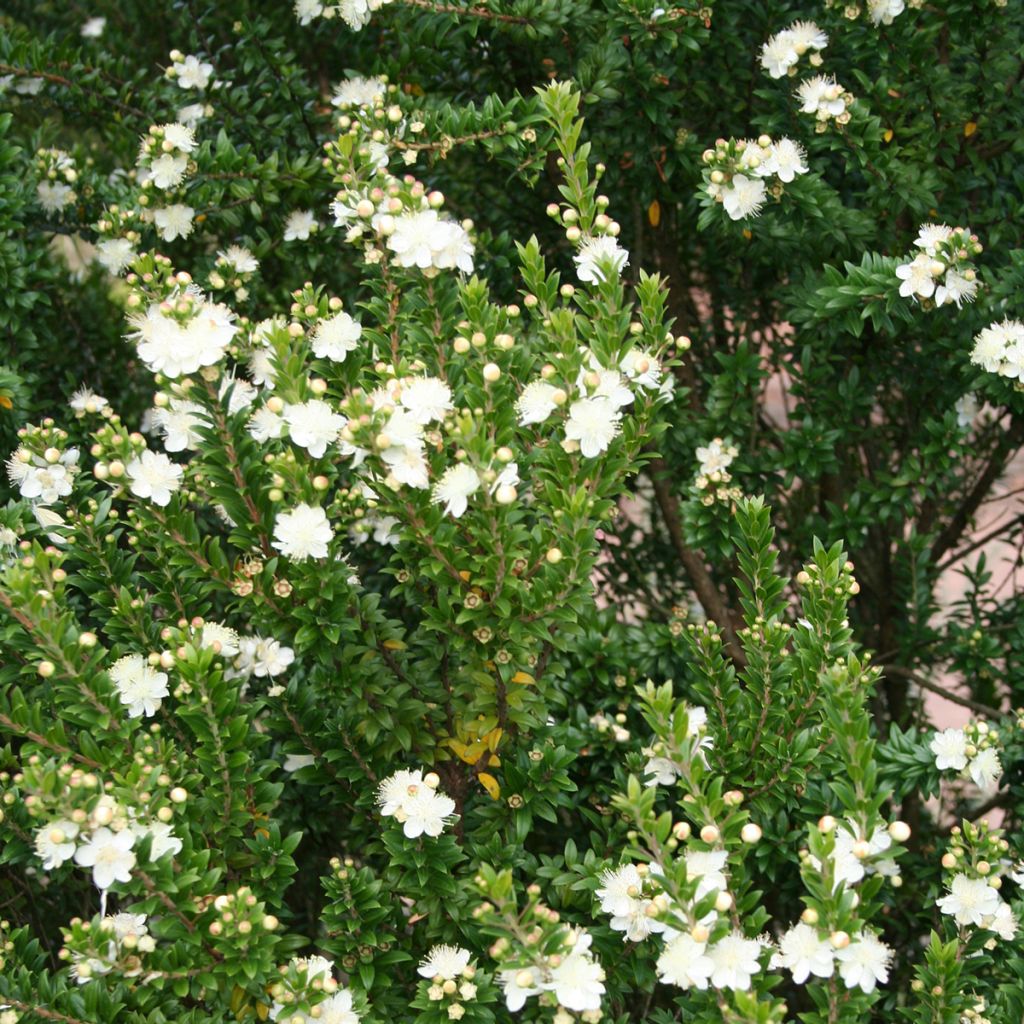 Myrtus communis 