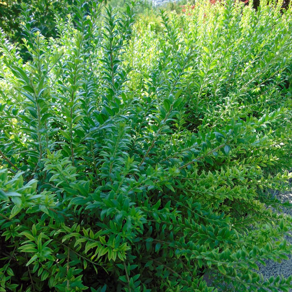 Myrtus communis 