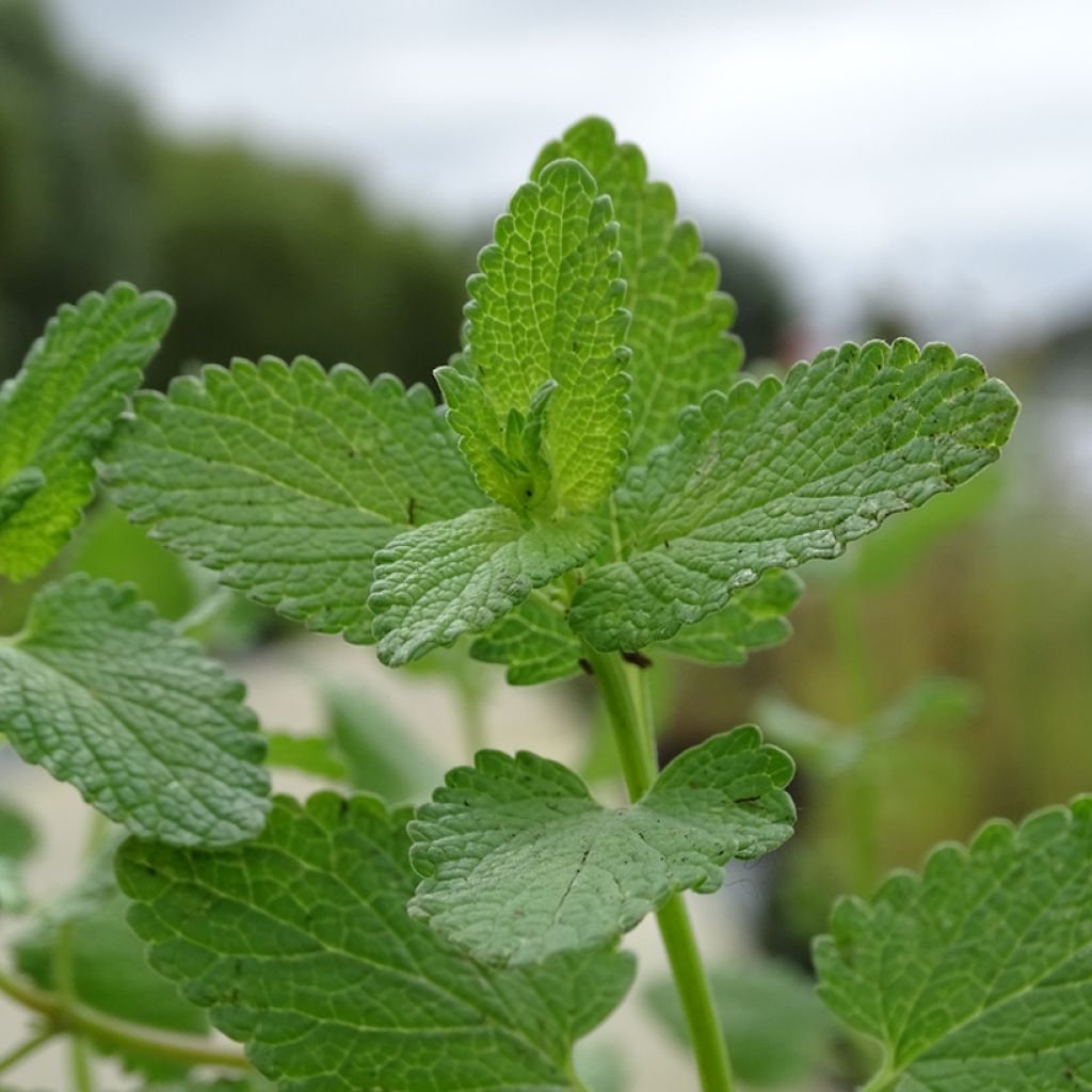 Nepeta grandiflora Zinsers Giant - Catnip