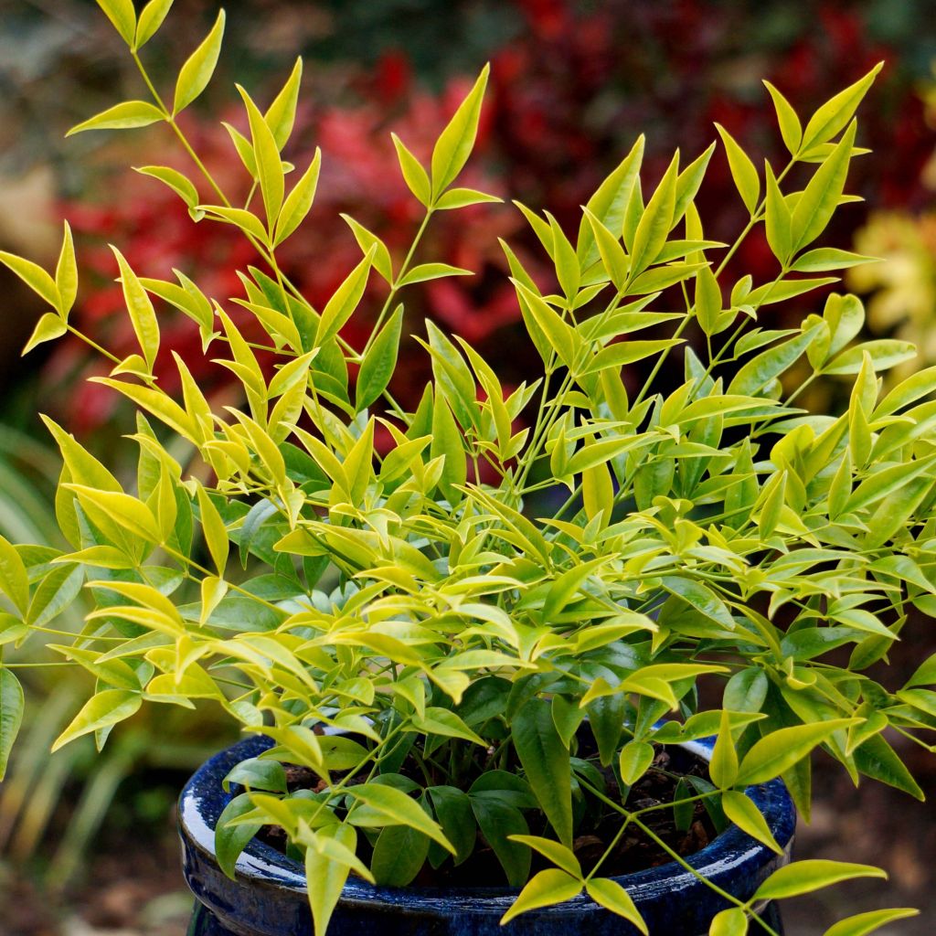 Nandina domestica Brightlight - Sacred Bamboo
