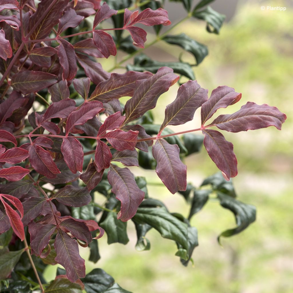 Nandina domestica Curly Obsessed - Sacred Bamboo