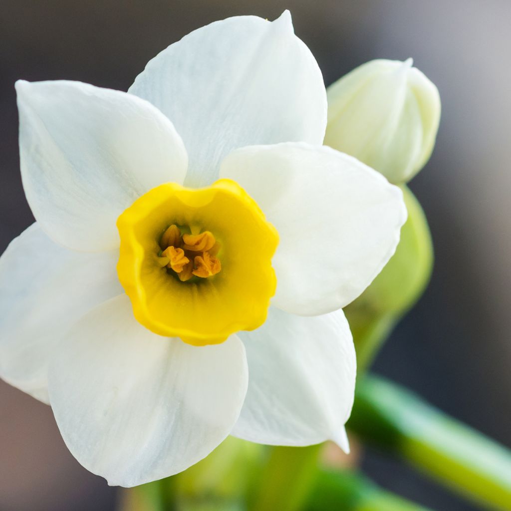 Narcissus Avalanche