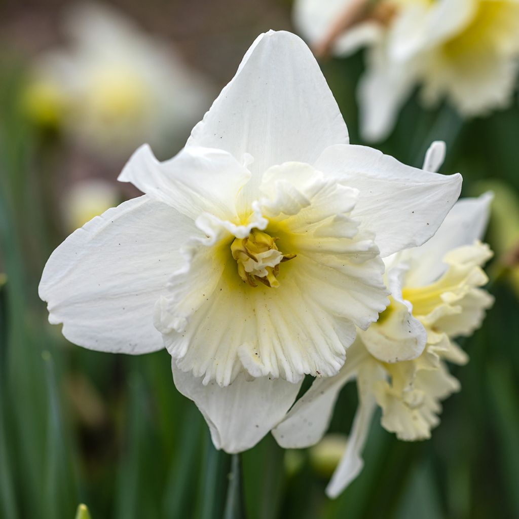 Narcissus Ice King - Daffodil