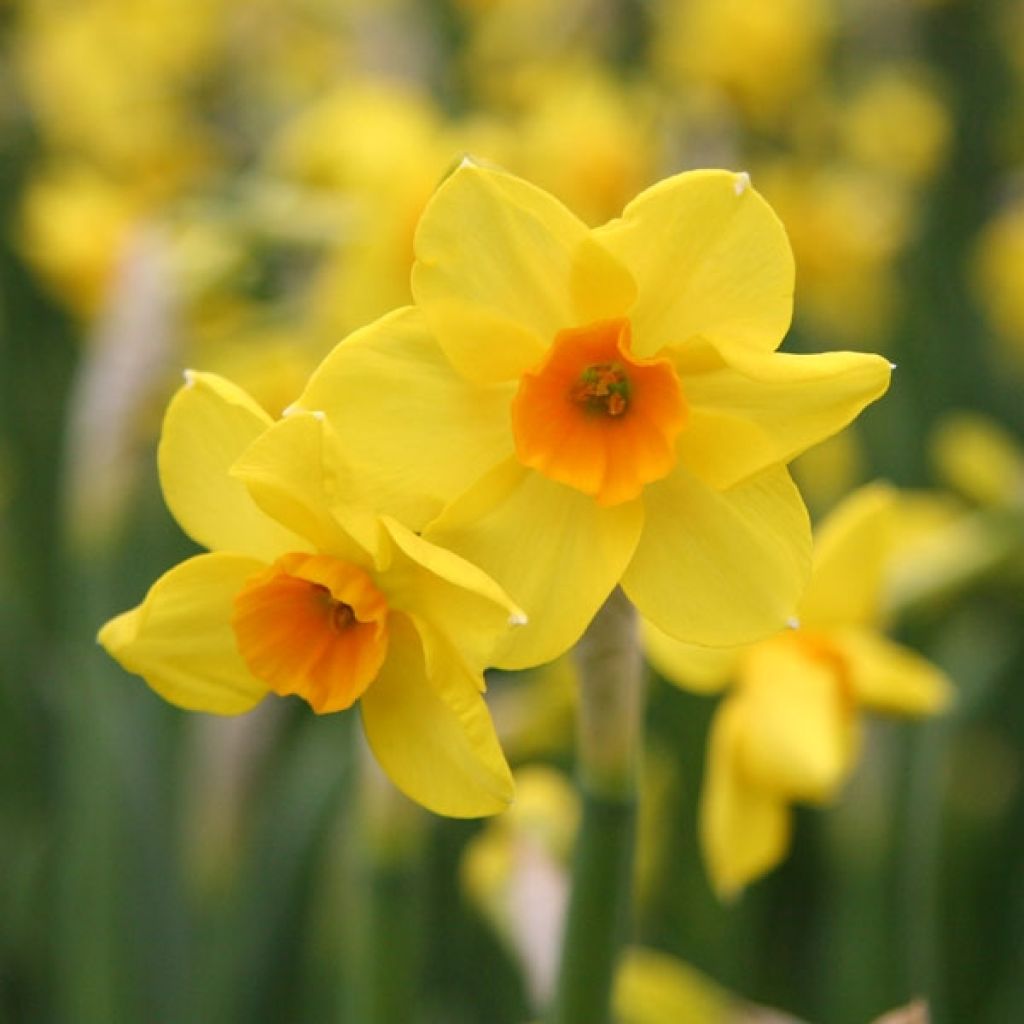 Narcissus x jonquilla Martinette