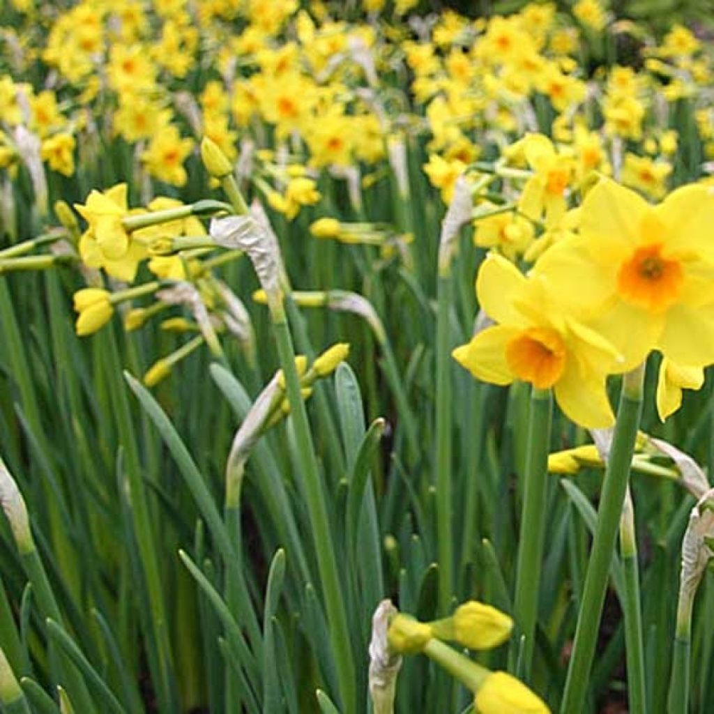 Narcissus x jonquilla Martinette