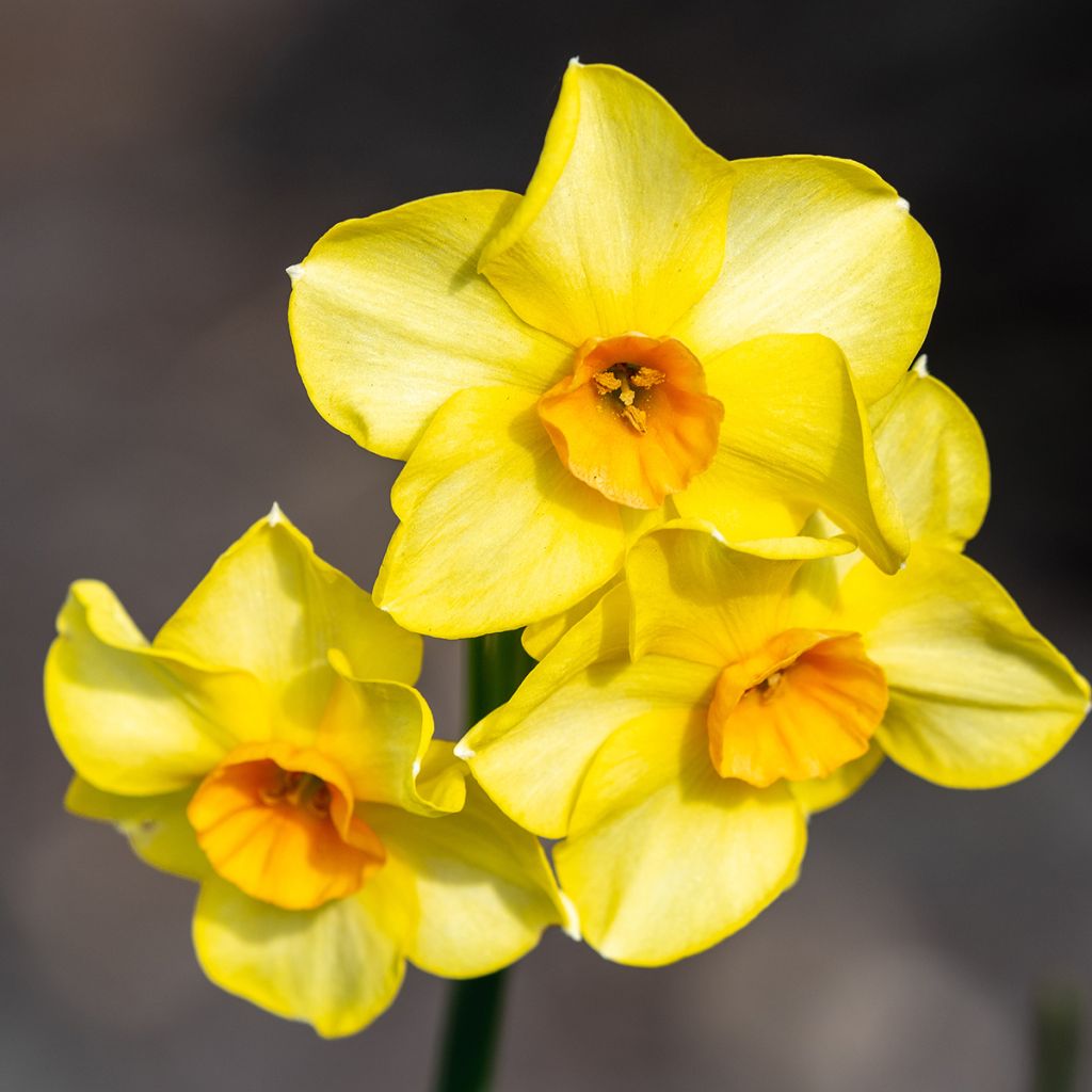 Narcissus x jonquilla Martinette