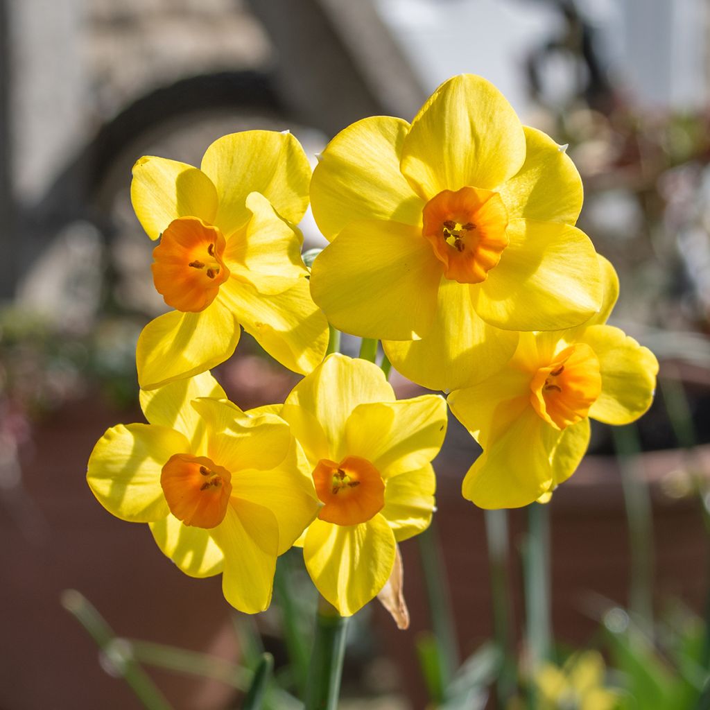 Narcissus x jonquilla Martinette