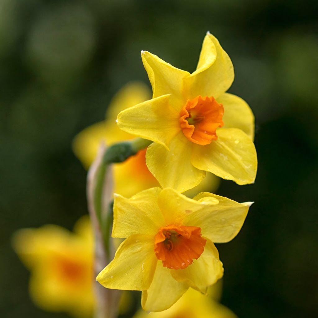 Narcissus x jonquilla Martinette