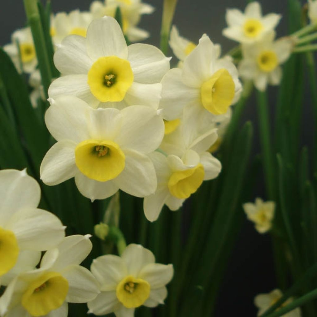 Narcissus Minnow