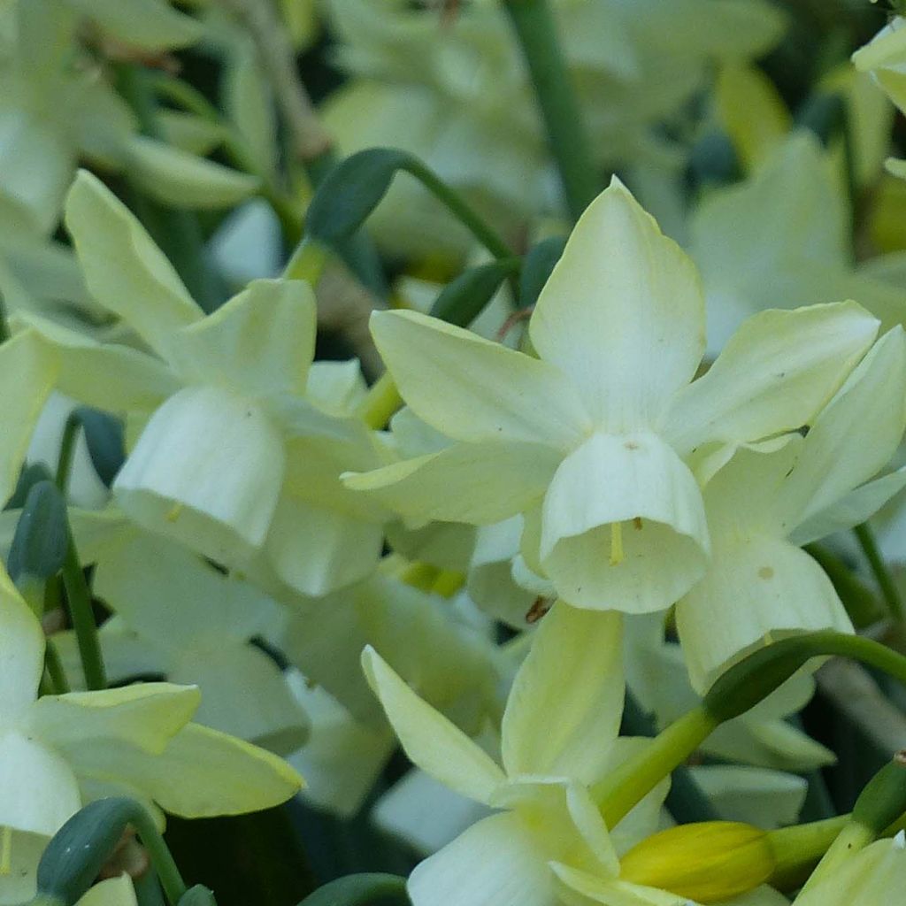 Narcisse Moonlight Sensation