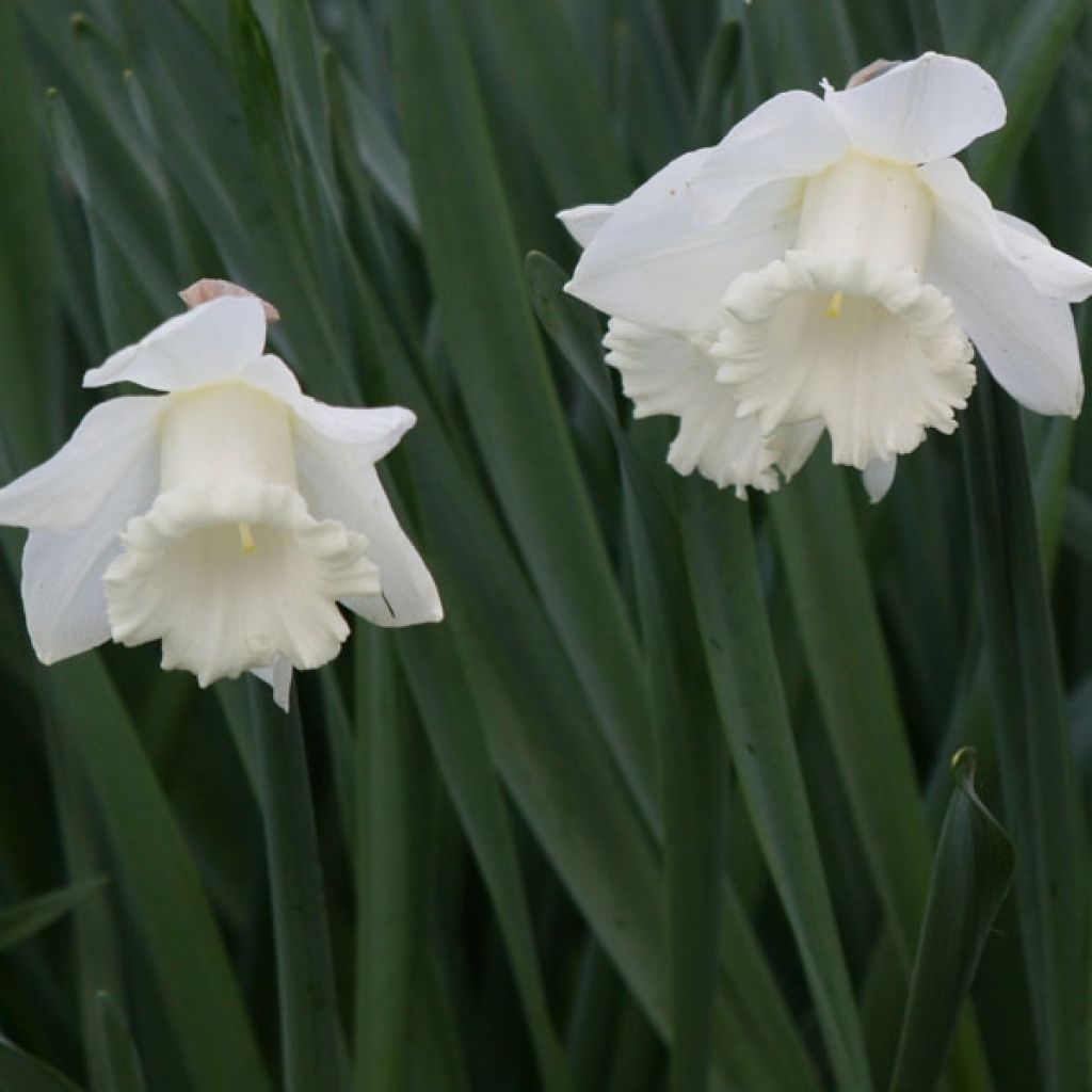 Narcissus Mount Hood
