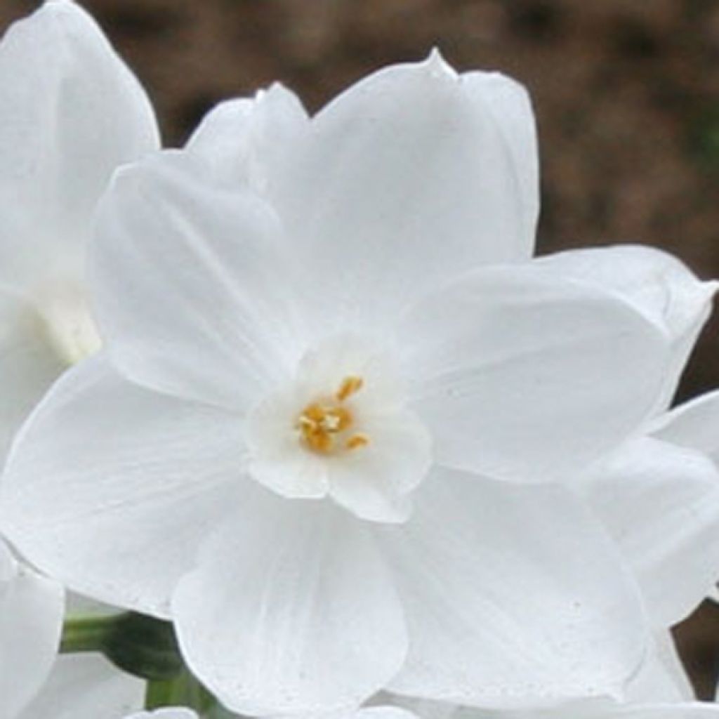 Narcissus papyraceus Paperwhite