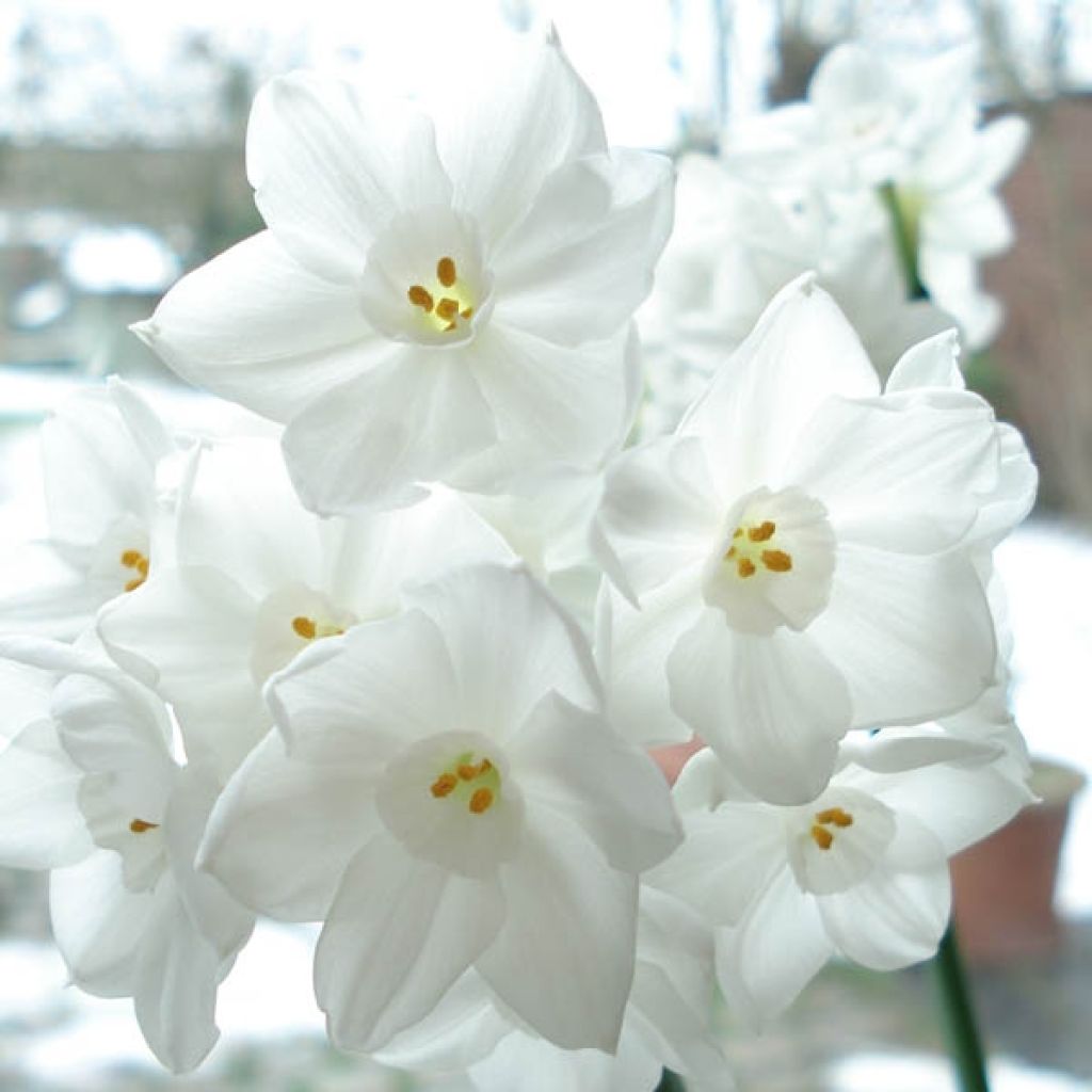 Narcissus papyraceus Paperwhite