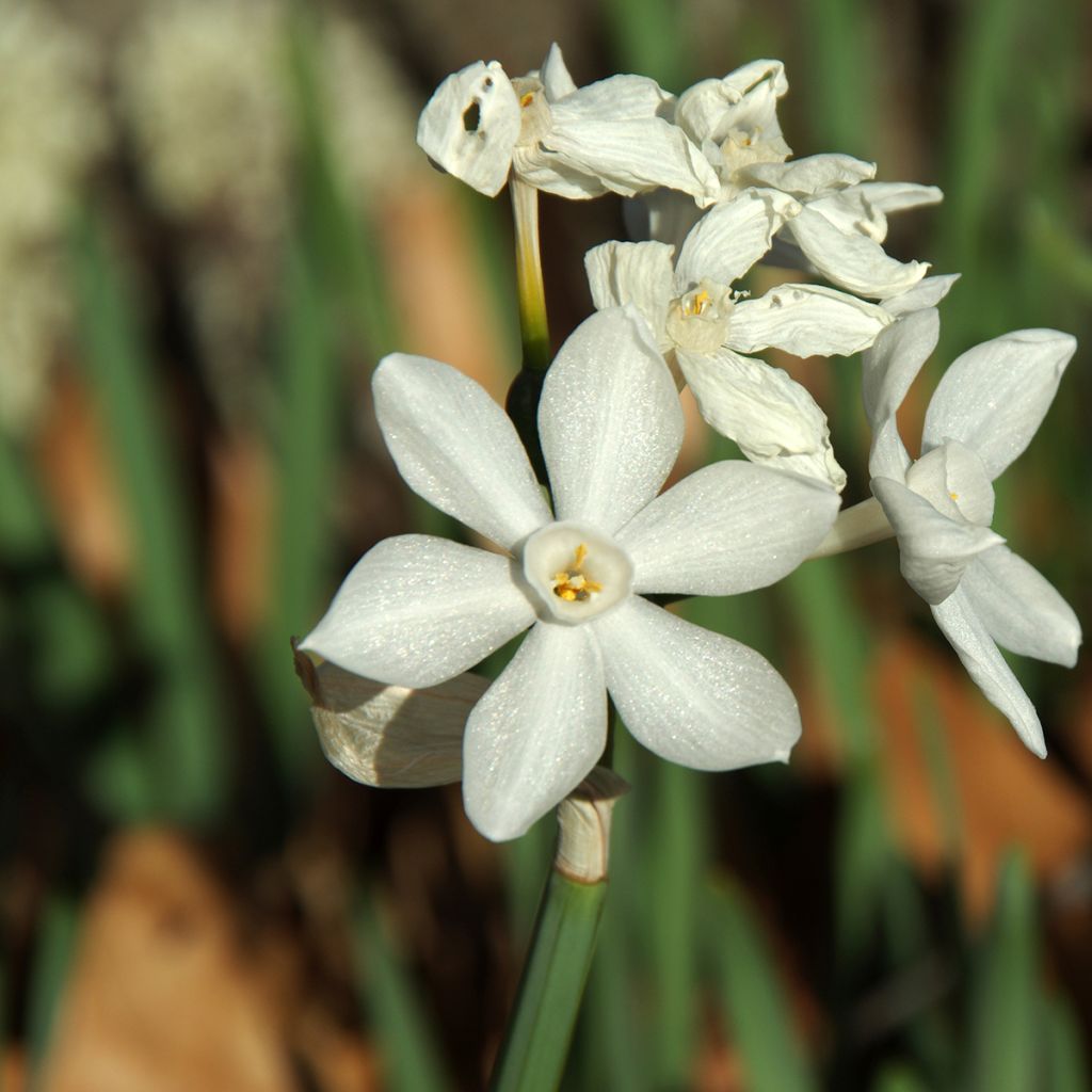 Narcissus papyraceus Paperwhite