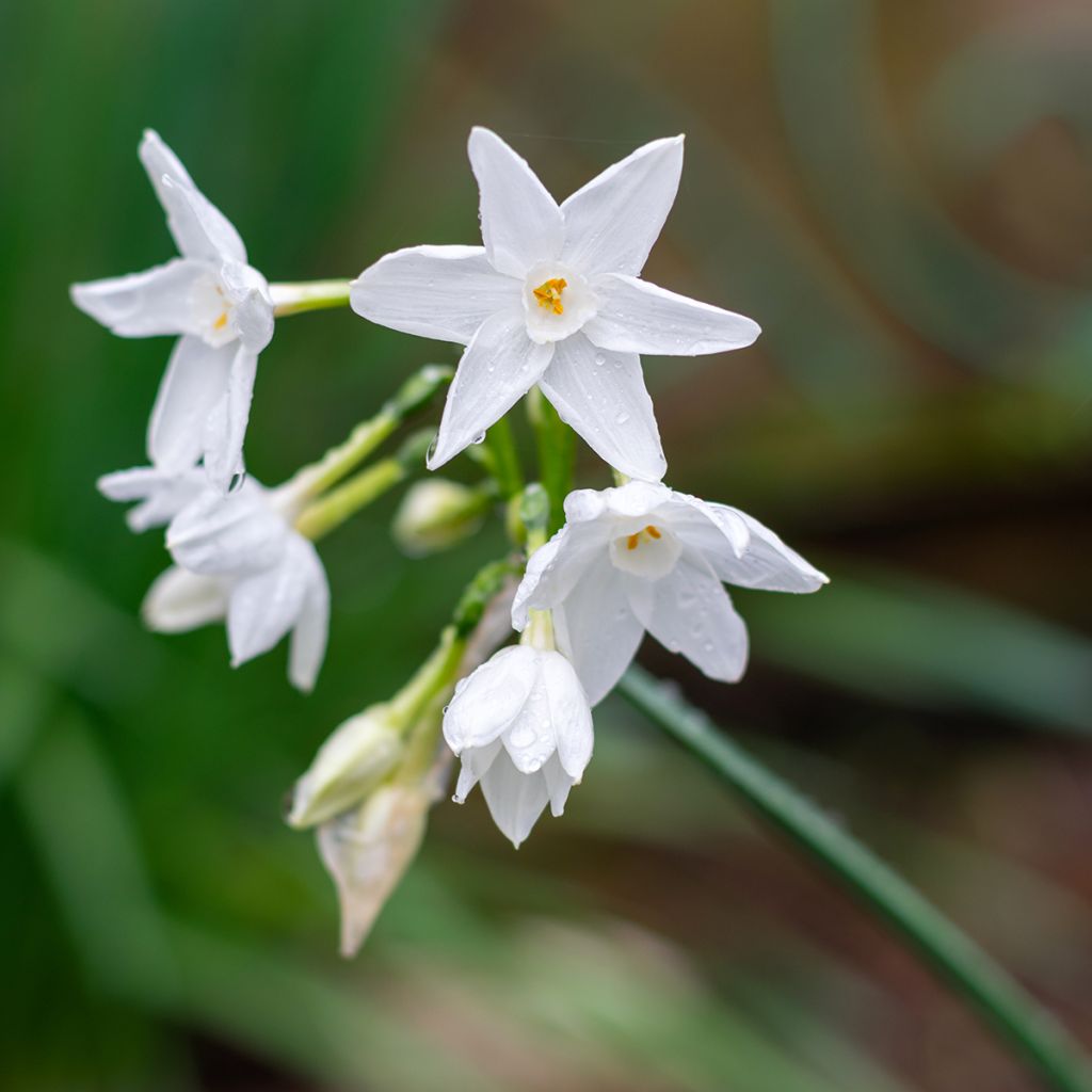 Narcissus papyraceus Paperwhite