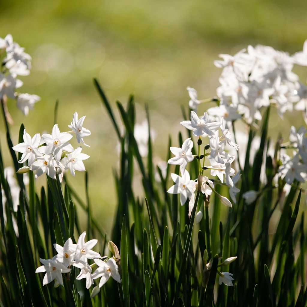 Narcissus papyraceus Paperwhite