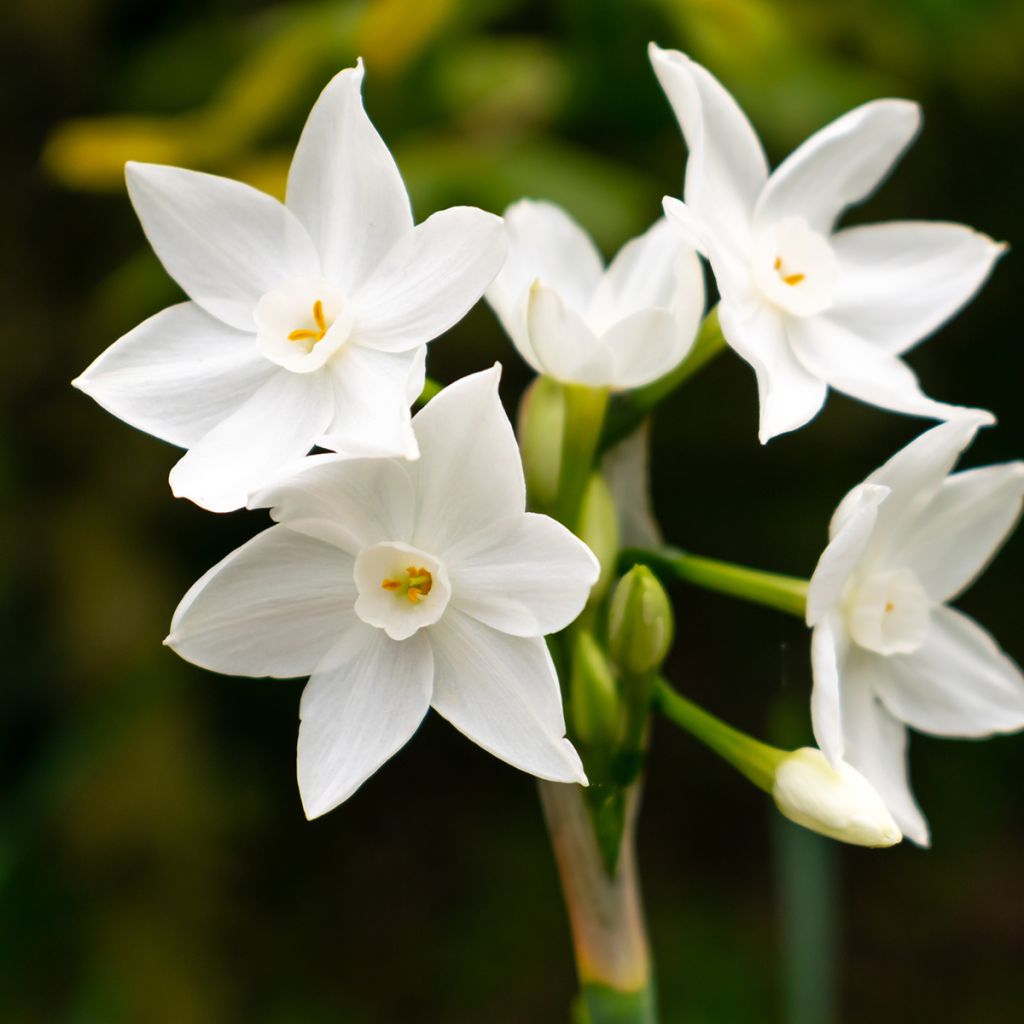 Narcissus papyraceus Paperwhite