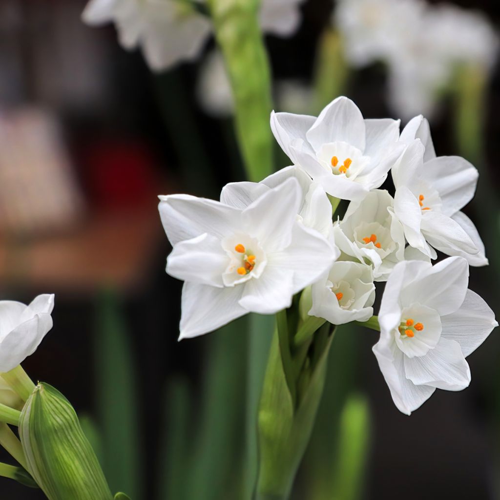 Narcissus papyraceus Paperwhite