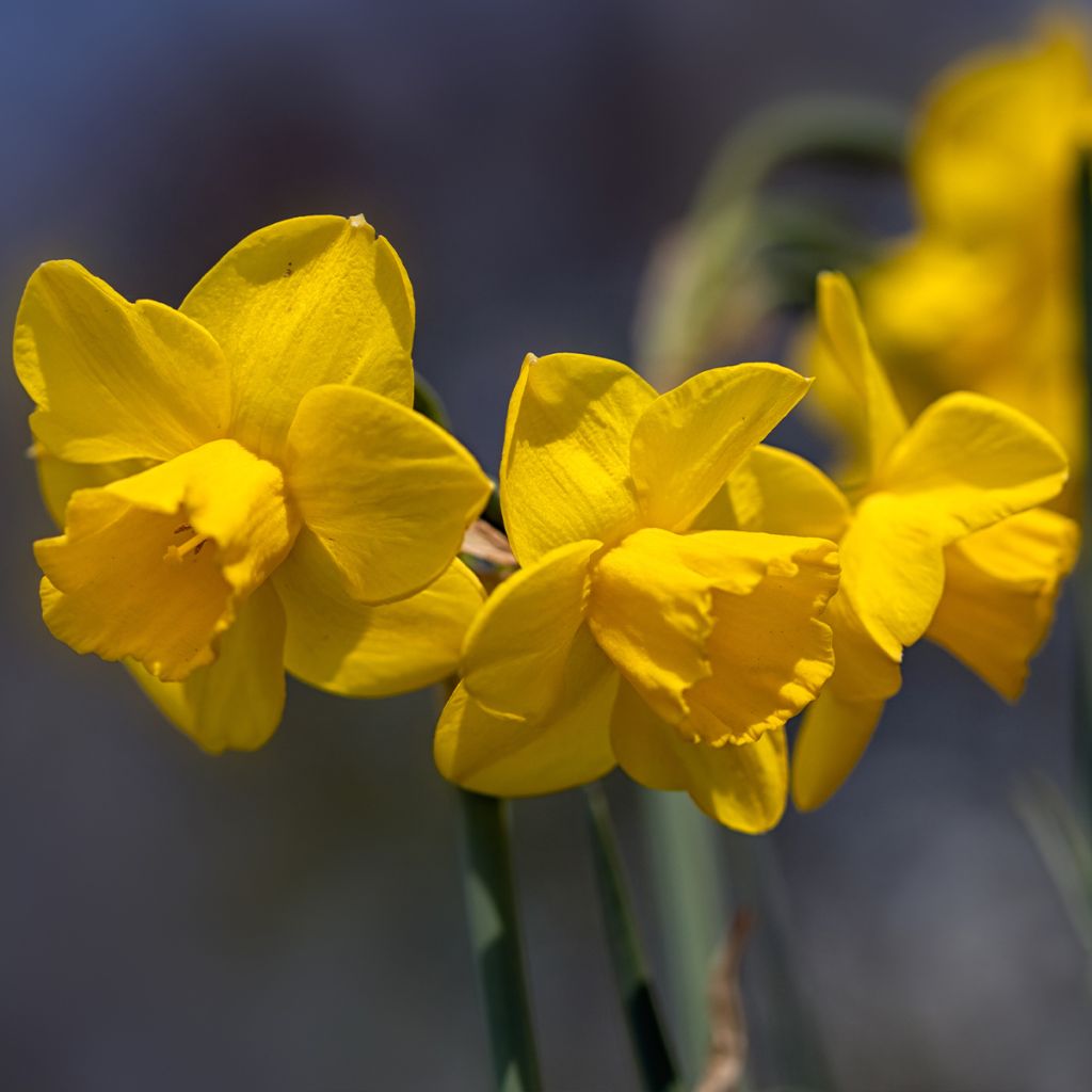 Narcissus Quail - Daffodil