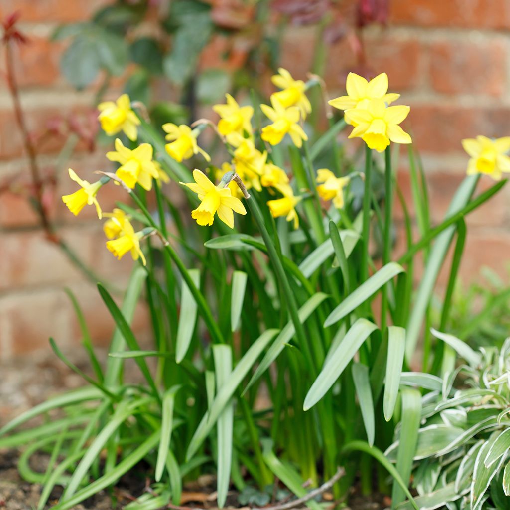 Narcissus cyclamineus Tête-à-tête