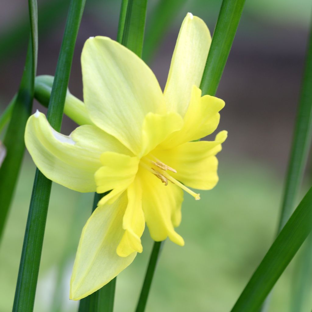 Narcissus Tripartite