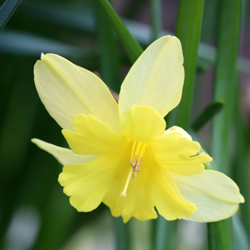 Narcissus Tripartite