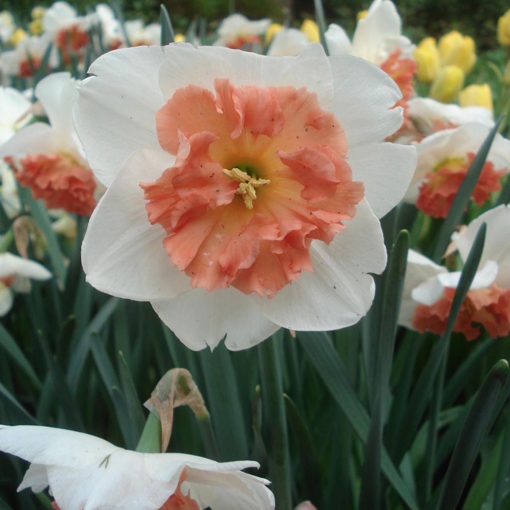 Narcissus Precocious - Daffodil
