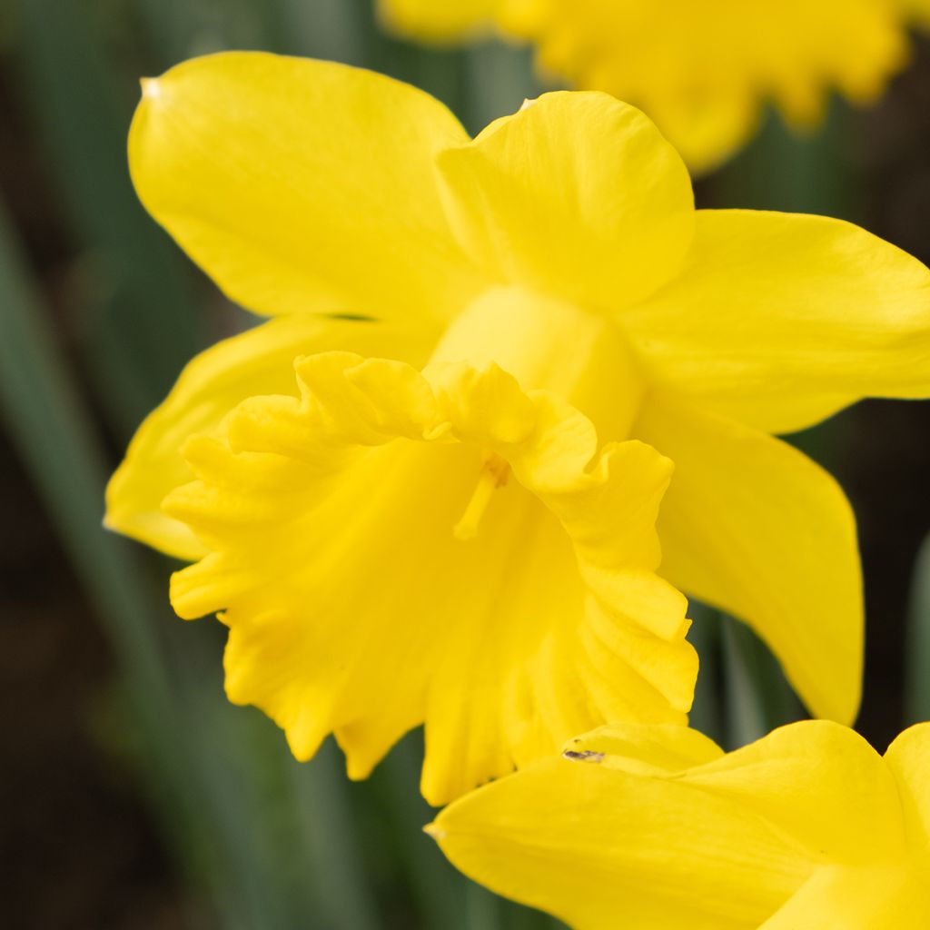 Narcissus pseudonarcissus obvallaris