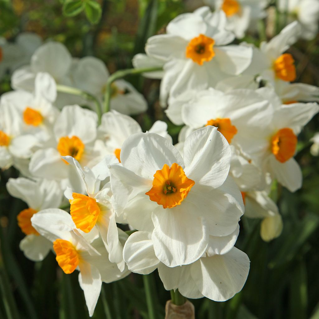 Narcissus tazetta Geranium