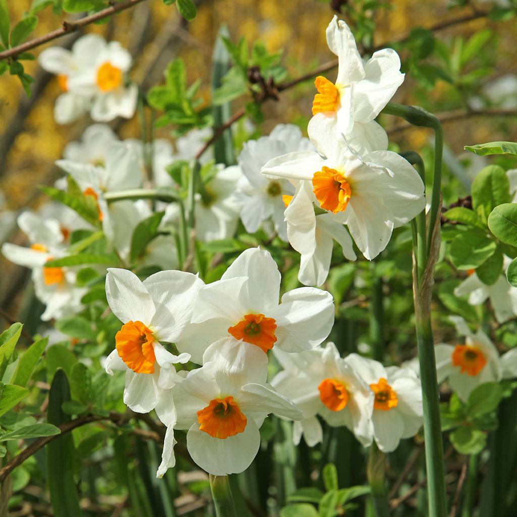Narcissus tazetta Geranium