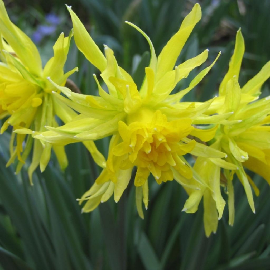 Narcissus pumilus Rip van Winkle