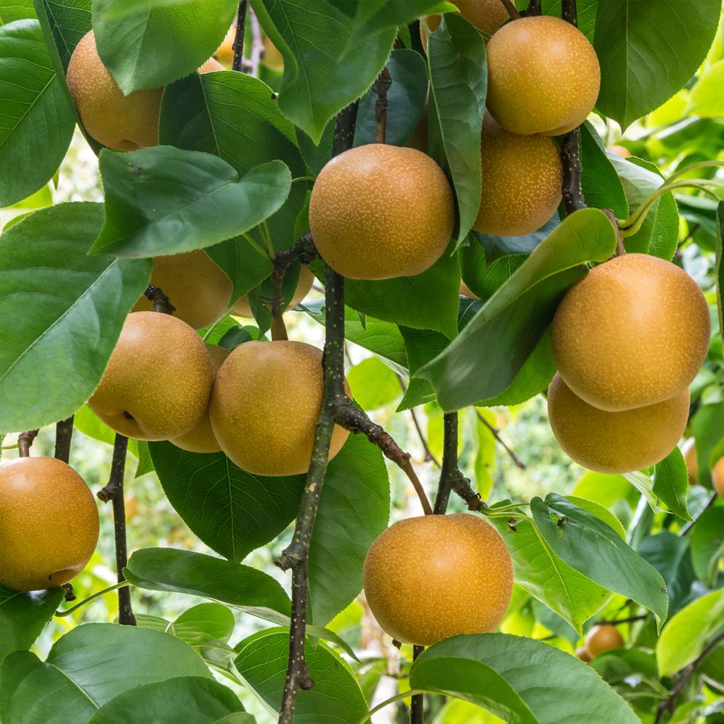 Nashi Niitaka - Apple-Pear