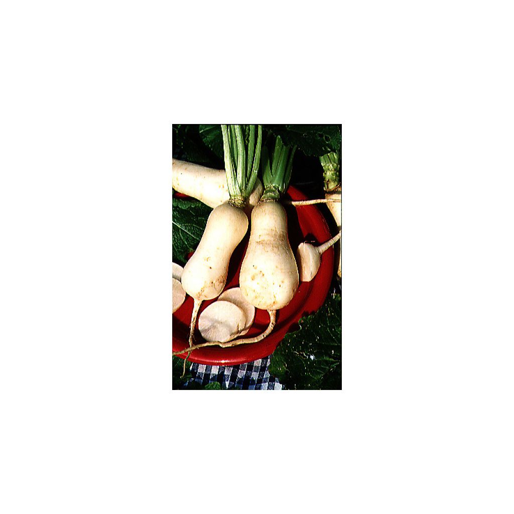 Turnip Vertus Marteau - Brassica rapa
