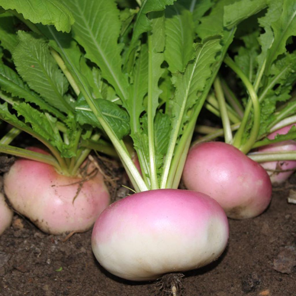 Turnip De Milan rougeTurnip Blanc plat de Hollande - Brassica rapa organic seeds