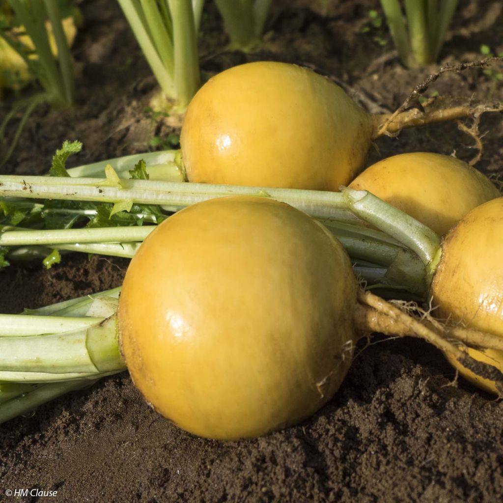 Turnip Oregon F1