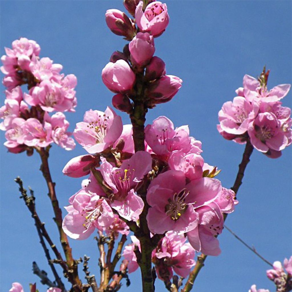 Prunus Fantasia - Nectarine Tree