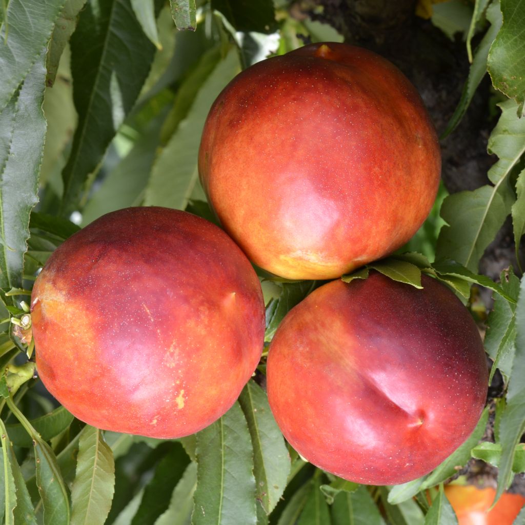 Prunus persica Garden Beauty - Dwarf Nectarine Tree