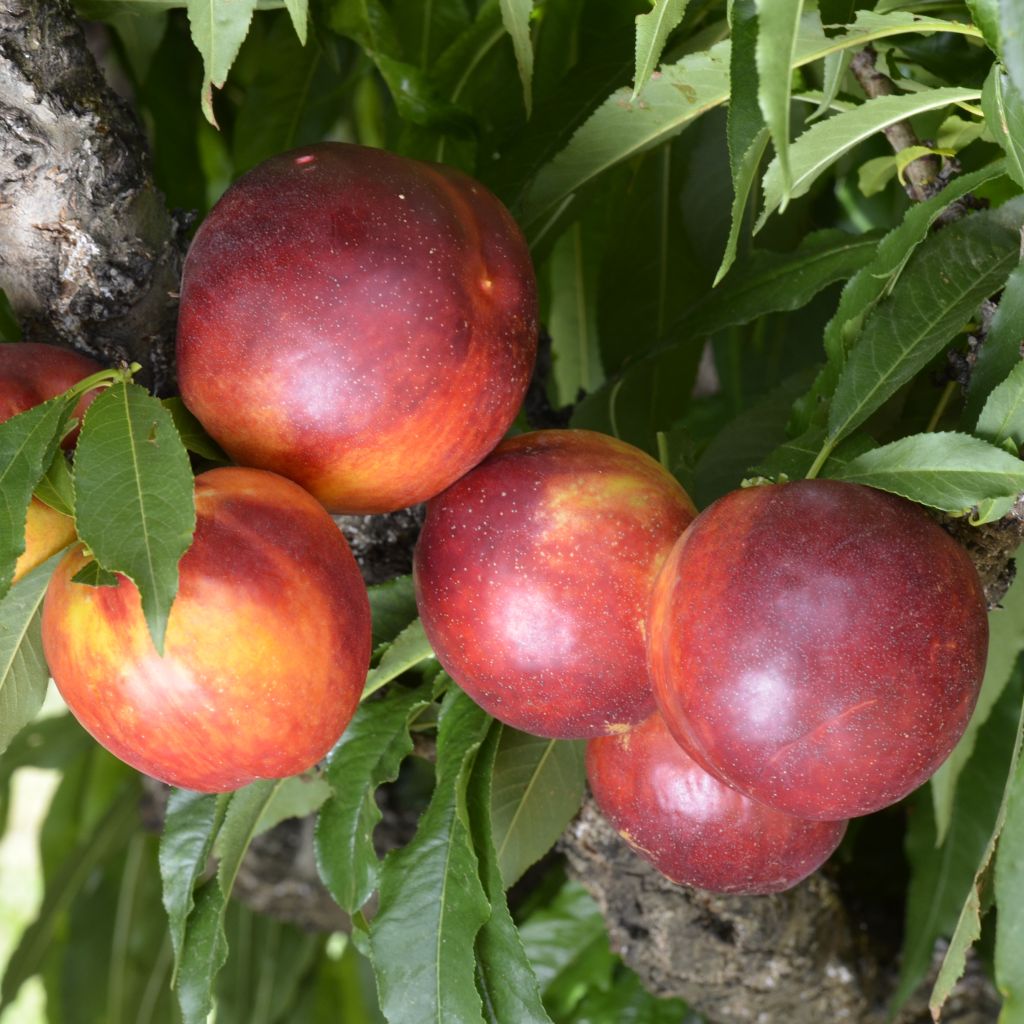 Prunus persica Rubis Necta Zee - Dwarf Nectarine Tree