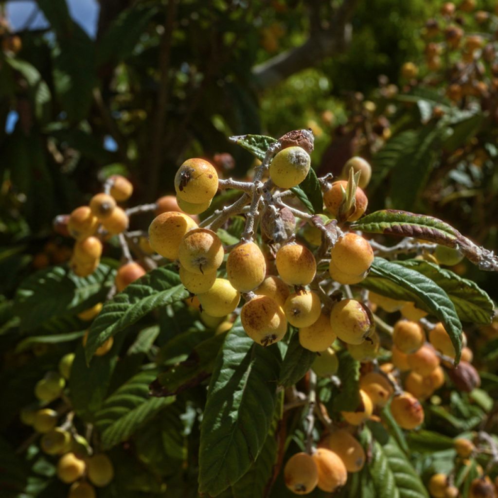 Eriobotrya japonica Argelino - Japanese Loquat