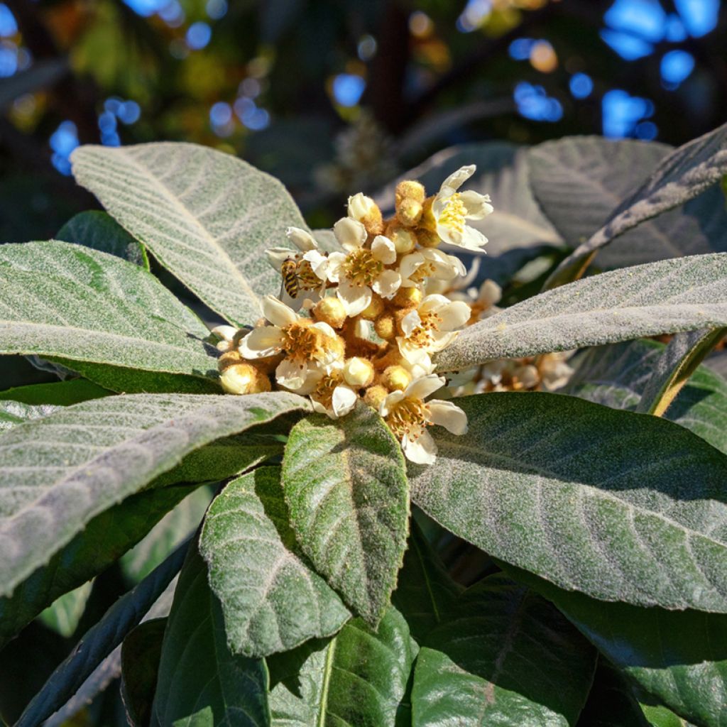 Eriobotrya japonica Argelino - Japanese Loquat