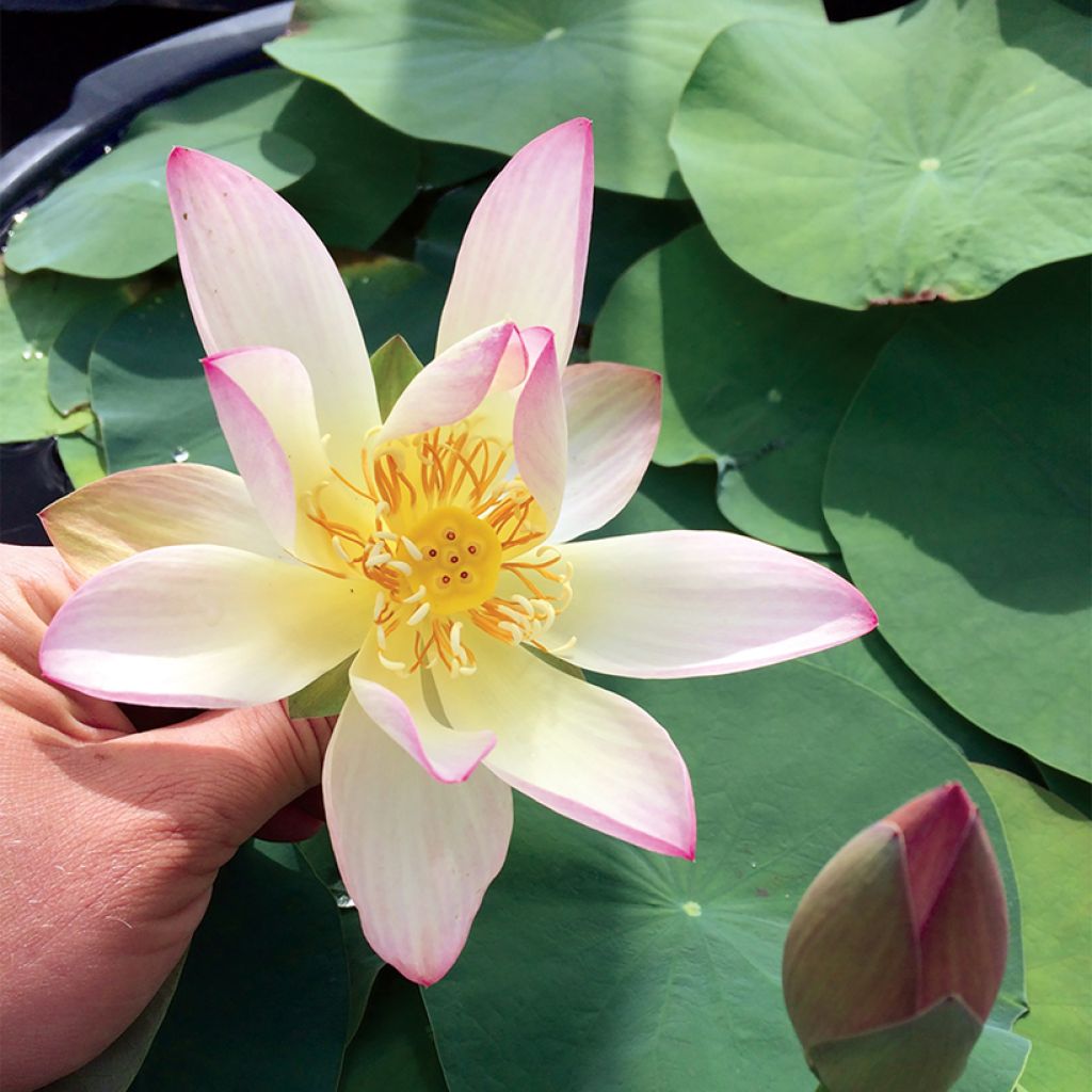 Nelumbo Guifei Zuijiu - Dwarf lotus